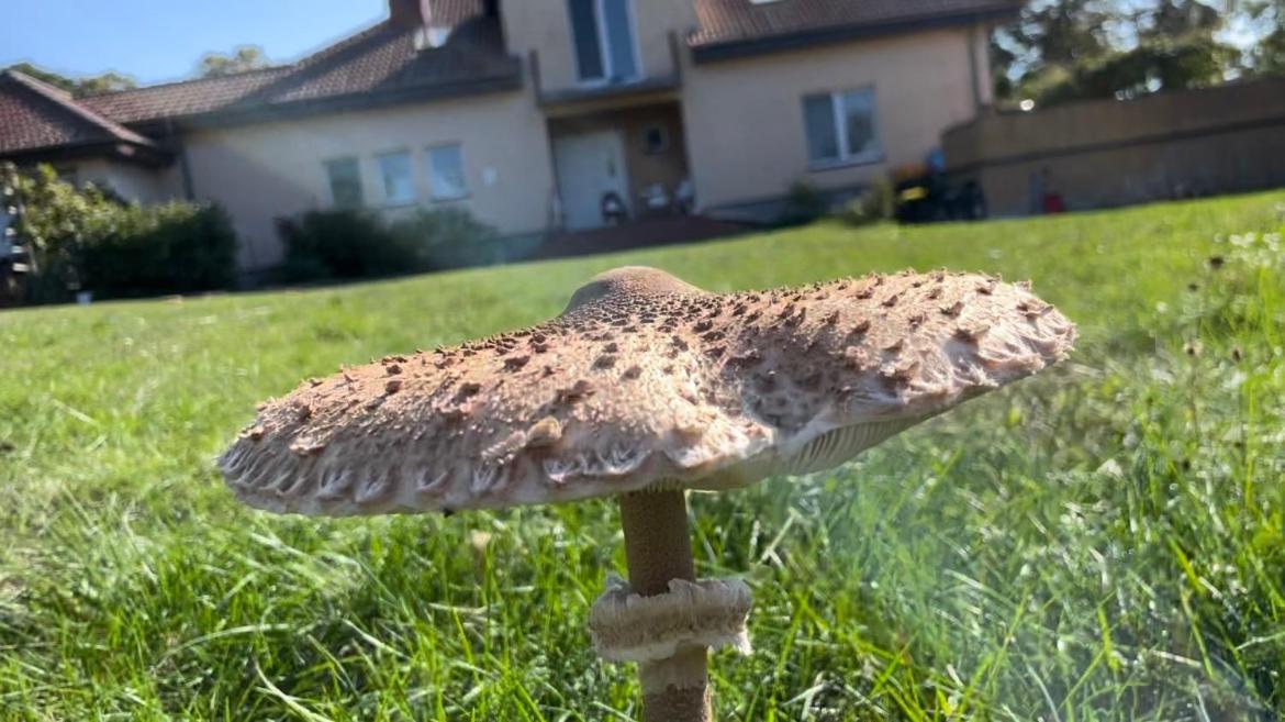 Kopice " Kowalczyk Hotel Residences In Nature Parks " Goleniów المظهر الخارجي الصورة